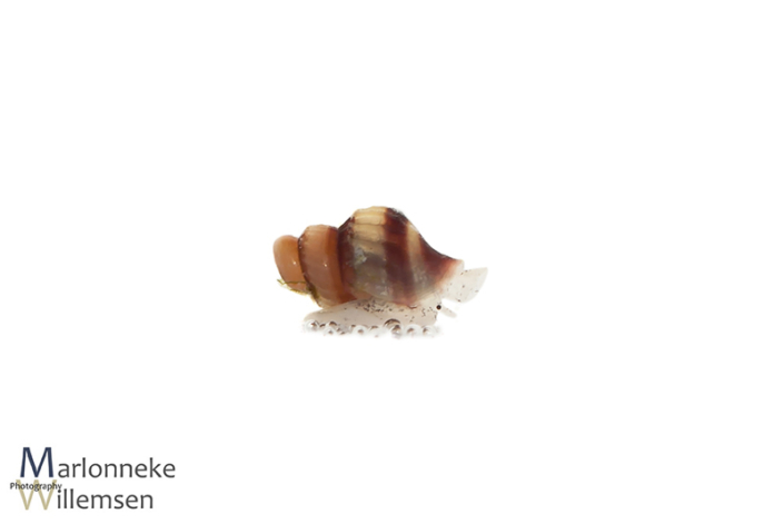 Helena slak, Clea helena 2 weken oud