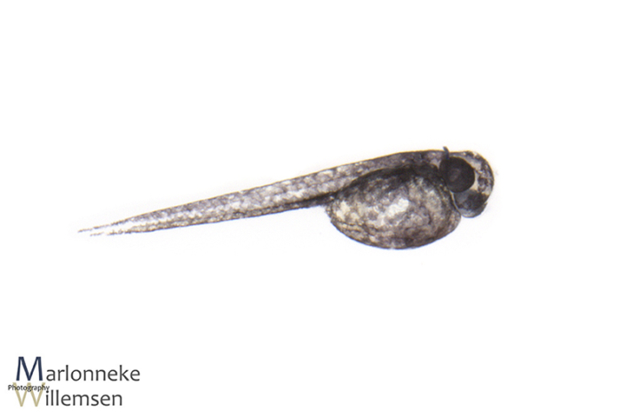 Honey gourami, Trichogaster chuna a few hours old