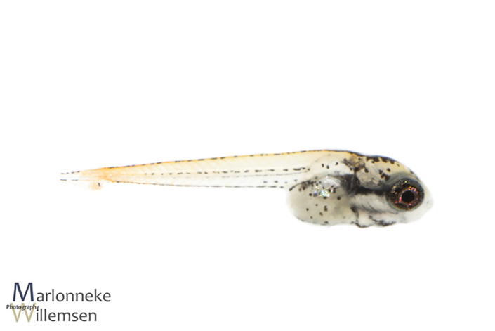 Honey gourami, Trichogaster chuna, 2 weeks old