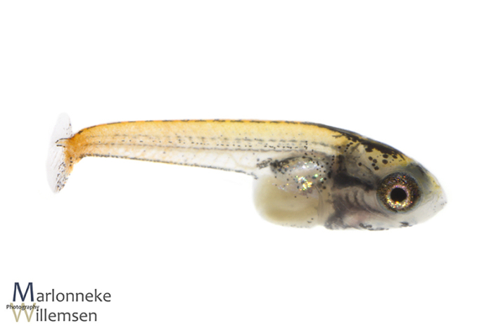 Honey gourami, Trichogaster chuna, 3 weeks old