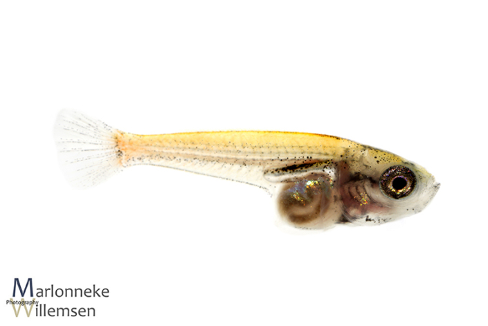 Honey gourami, Trichogaster chuna, 4 weeks old