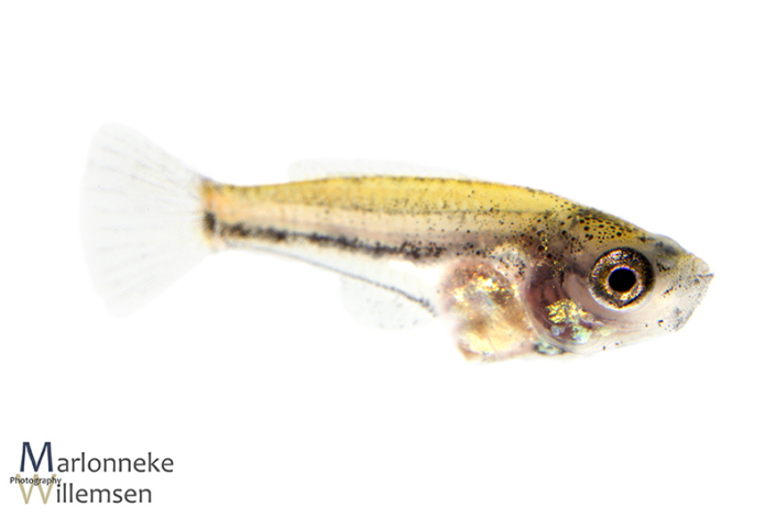 Honey gourami, Trichogaster chuna, 5 weeks old