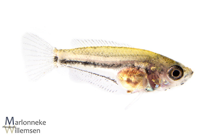 Honey gourami, Trichogaster chuna, 6 weeks old