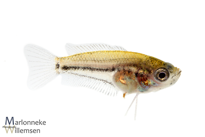 Honey gourami, Trichogaster chuna, 7 weeks old