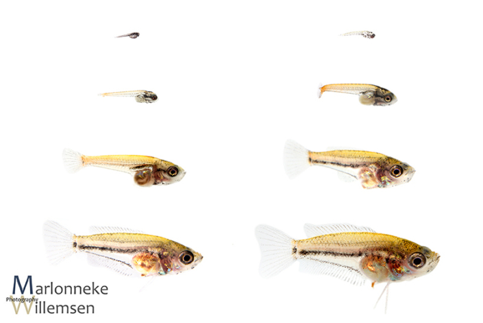 Overview of the growth and development of a Honey gourami, Trichogaster chuna, in the first 7 weeks of its life
