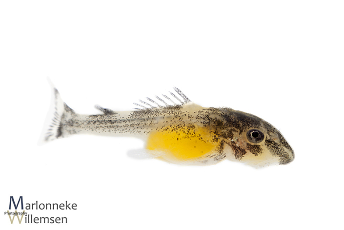 Hypancistrus L201 5 days old