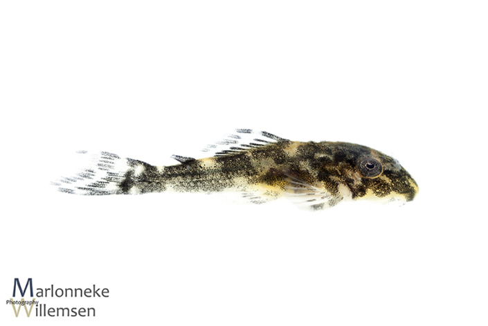Hypancistrus L201 10 days old