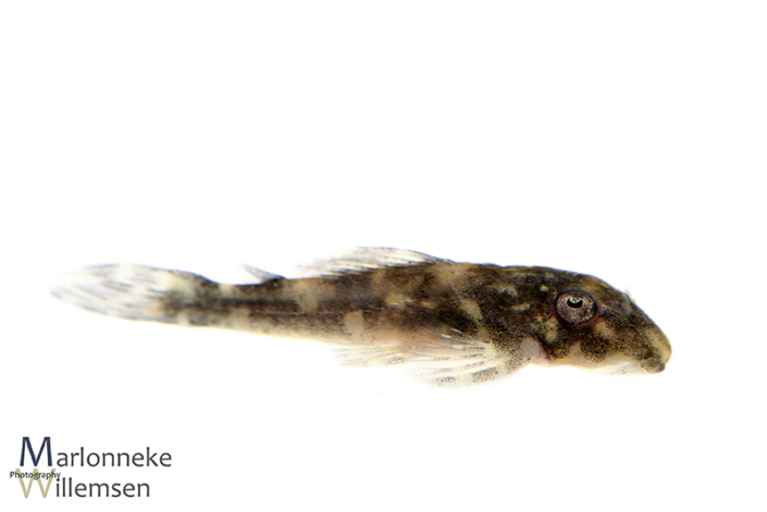 Hypancistrus L201 25 days old