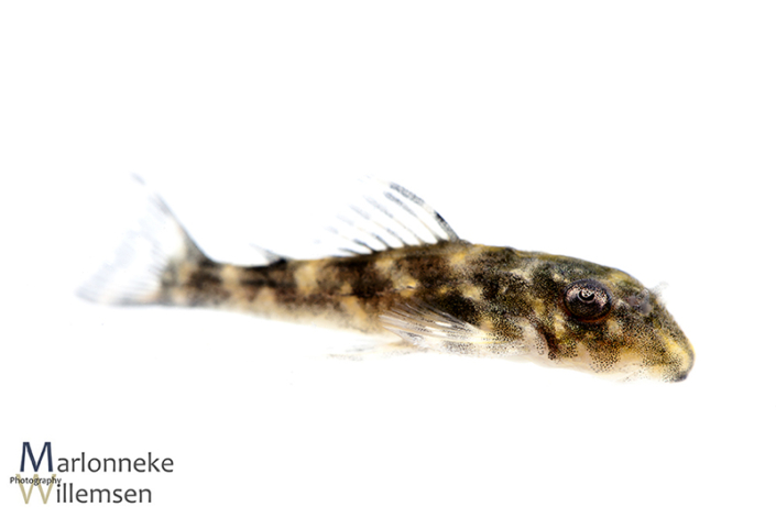Hypancistrus L201 30 days old
