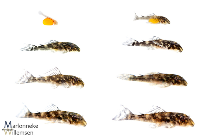 Overview of the growth and development of a Hypancistrus L201 in the first 5 weeks of its life