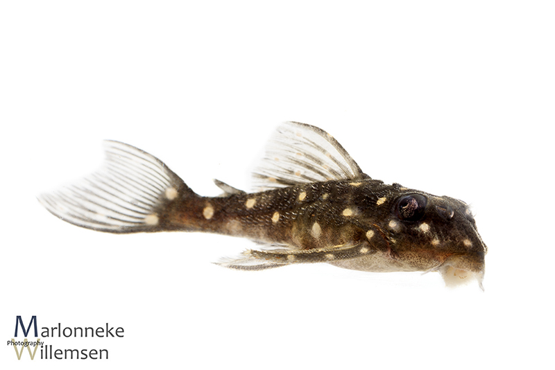 Hypancistrus L201 female