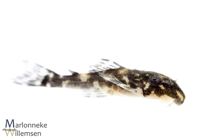 Hypancistrus L201 15 days old
