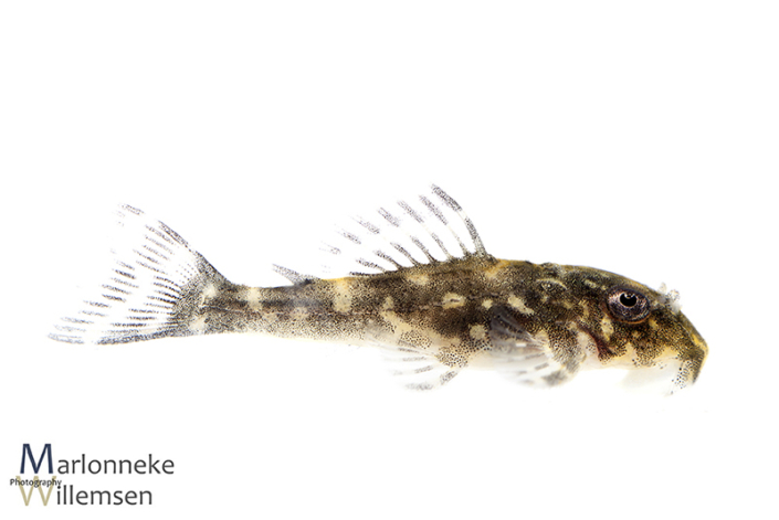Hypancistrus L201 20 days old