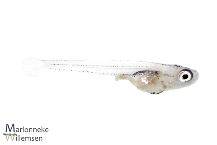 Japanse Rijstvis Oryzias latipes 2 weken oud