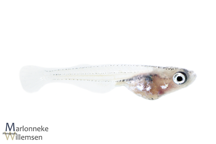 Japanse Rijstvis Oryzias latipes 3 weken oud