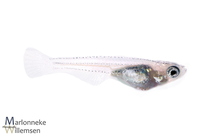 Japanse Rijstvis Oryzias latipes 4 weken oud
