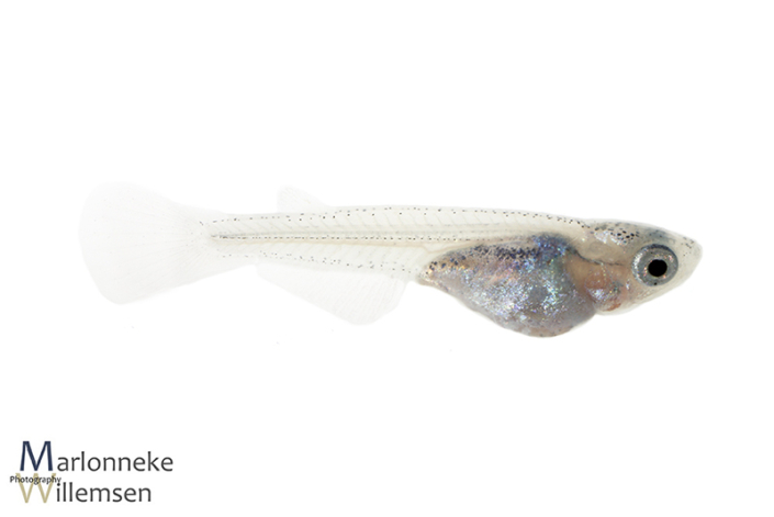 Japanse Rijstvis Oryzias latipes 5 weken oud