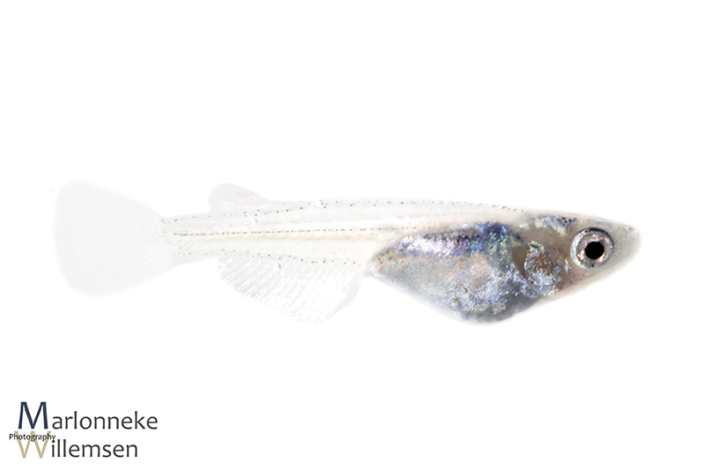 Japanse Rijstvis Oryzias latipes 6 weken oud