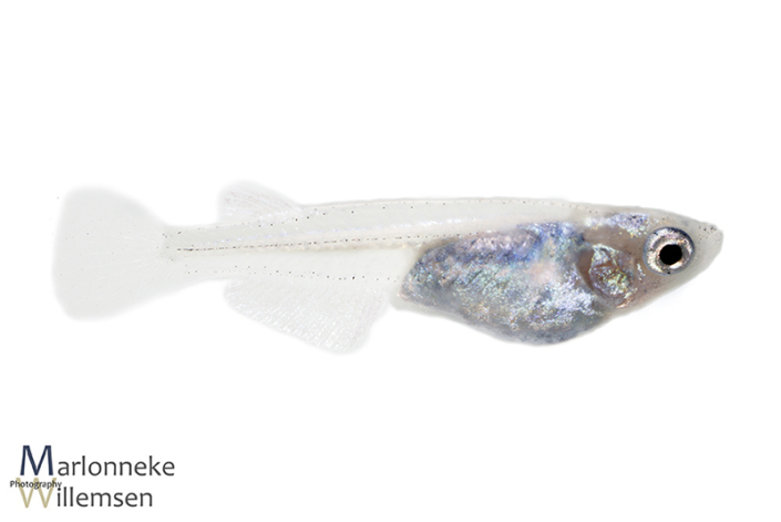 Japanse Rijstvis Oryzias latipes 7 weken oud