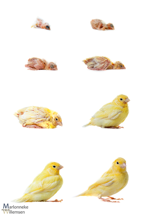 Overzicht van de groei en ontwikkeling van een Kanarie, Serinus canaria in de eerste 3 weken van zijn leven