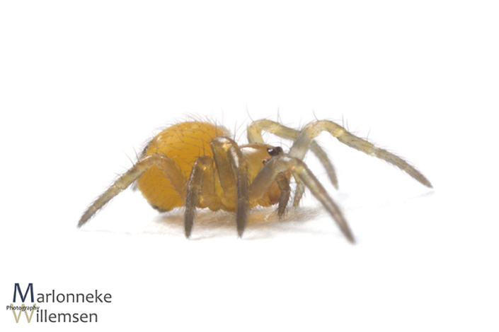 Kruisspin, Araneus diadematus enkele uren oud