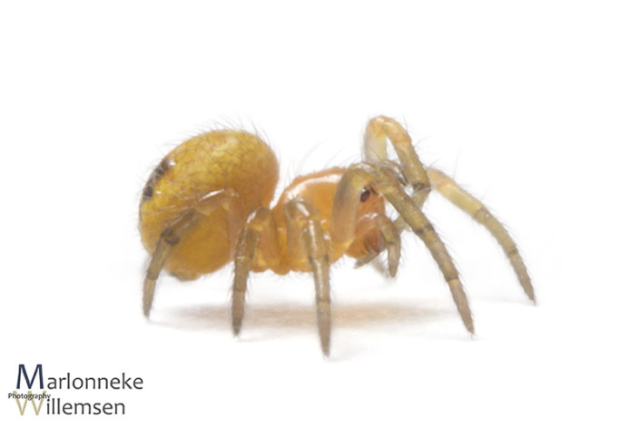 Kruisspin, Araneus diadematus 1 week oud