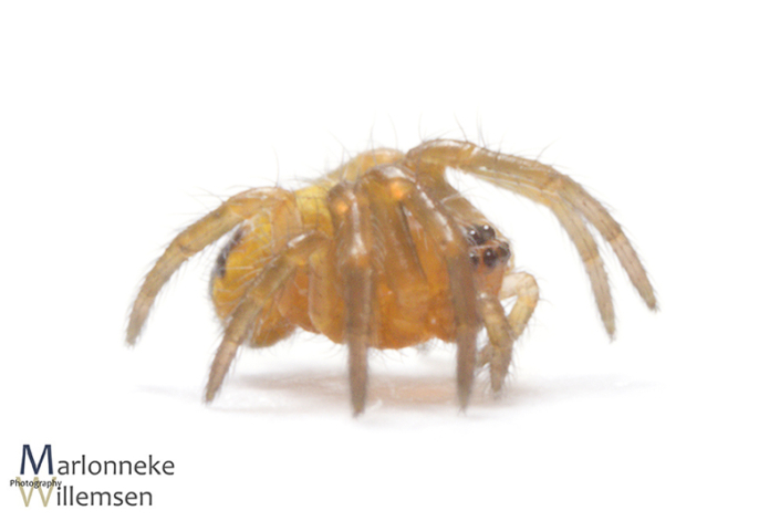 Kruisspin, Araneus diadematus 2 weken oud