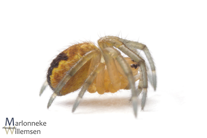 Kruisspin, Araneus diadematus 3 weken oud