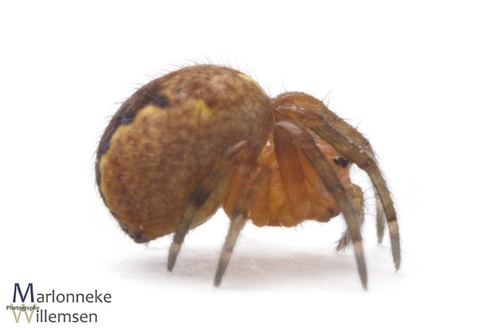 Kruisspin, Araneus diadematus 4 weken oud
