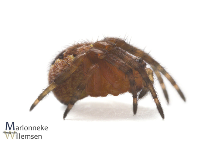 Kruisspin, Araneus diadematus 5 weken oud