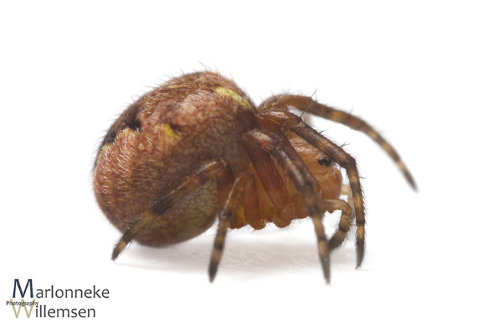 Kruisspin, Araneus diadematus 6 weken oud