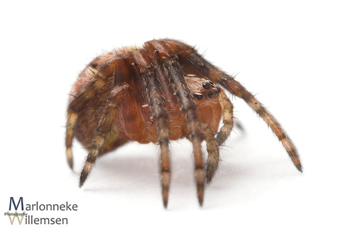 Kruisspin, Araneus diadematus 7 weken oud