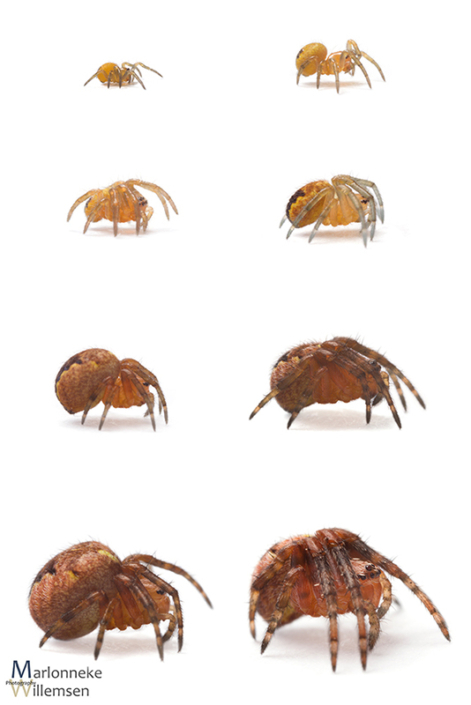 Overzicht van de groei en ontwikkeling van een Kruisspin, Araneus diadematus in de eerste 7 weken van zijn leven