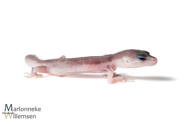 Luipaardgekko, Eublepharis macularius enkele uren oud