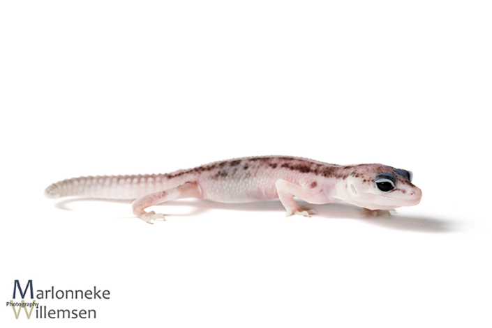 Luipaardgekko, Eublepharis macularius 1 week oud
