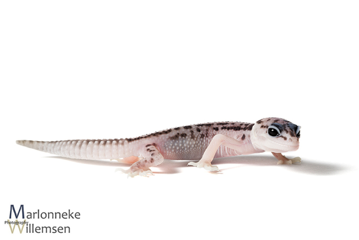 Luipaardgekko, Eublepharis macularius 2 weken oud