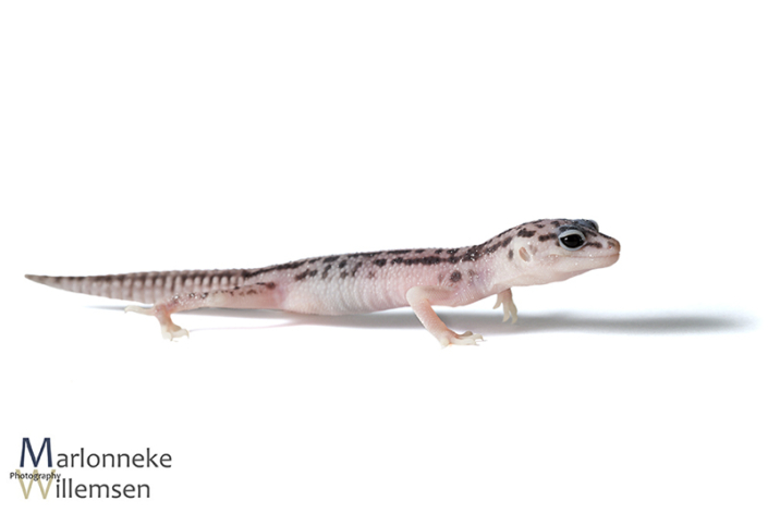 Luipaardgekko, Eublepharis macularius 3 weken oud