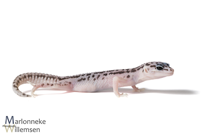 Luipaardgekko, Eublepharis macularius 4 weken oud