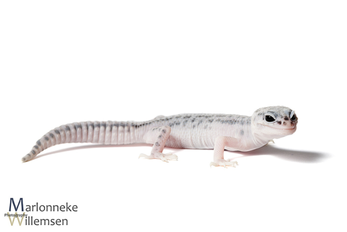 Luipaardgekko, Eublepharis macularius 5 weken oud