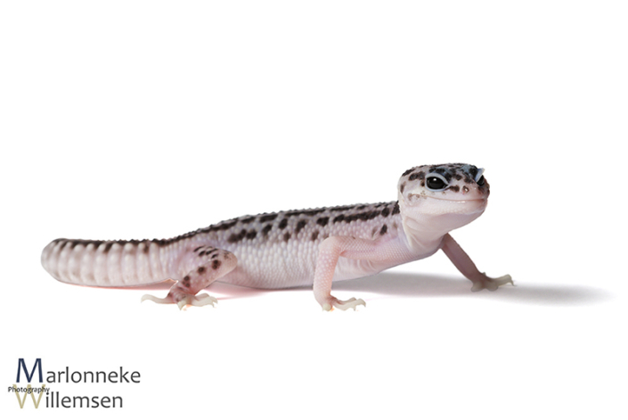 Luipaardgekko, Eublepharis macularius 6 weken oud