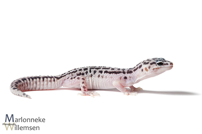 Luipaardgekko, Eublepharis macularius 7 weken oud