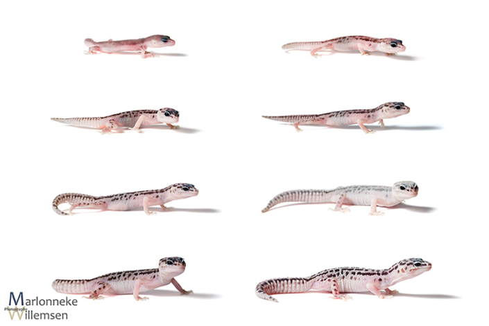Overzicht van de groei en ontwikkeling van een Luipaardgekko, Eublepharis macularius in de eerste 7 weken van zijn leven