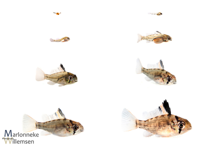 Overzicht van de groei en ontwikkeling van een Mikrogeophagus altispinosus in de eerste 7 weken van zijn leven