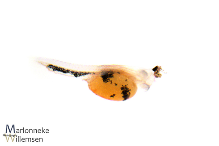 Mikrogeophagus altispinosus een paar uur oud