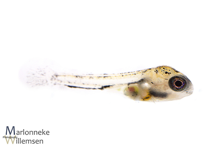 Mikrogeophagus altispinosus 1 week oud