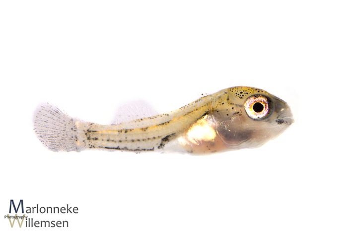 Mikrogeophagus altispinosus 2 weken oud