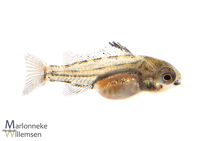 Mikrogeophagus altispinosus 3 weken oud