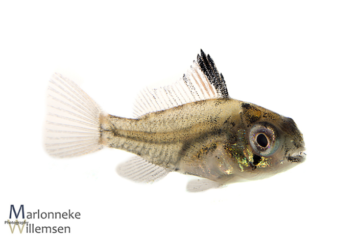Mikrogeophagus altispinosus 4 weeks old