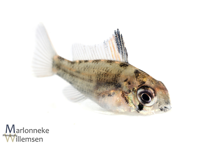 Mikrogeophagus altispinosus 5 weken oud