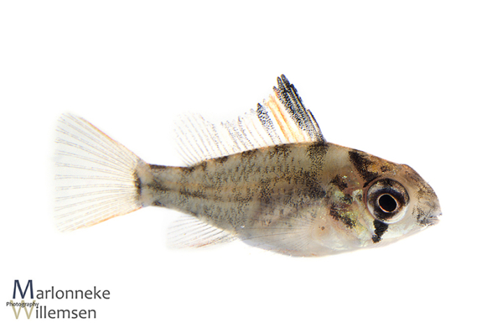 Mikrogeophagus altispinosus 6 weken oud